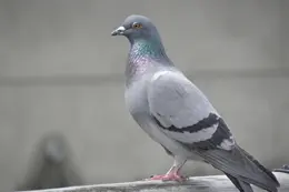 灰色のハト ハト・鳥獣対策 - アクト環境